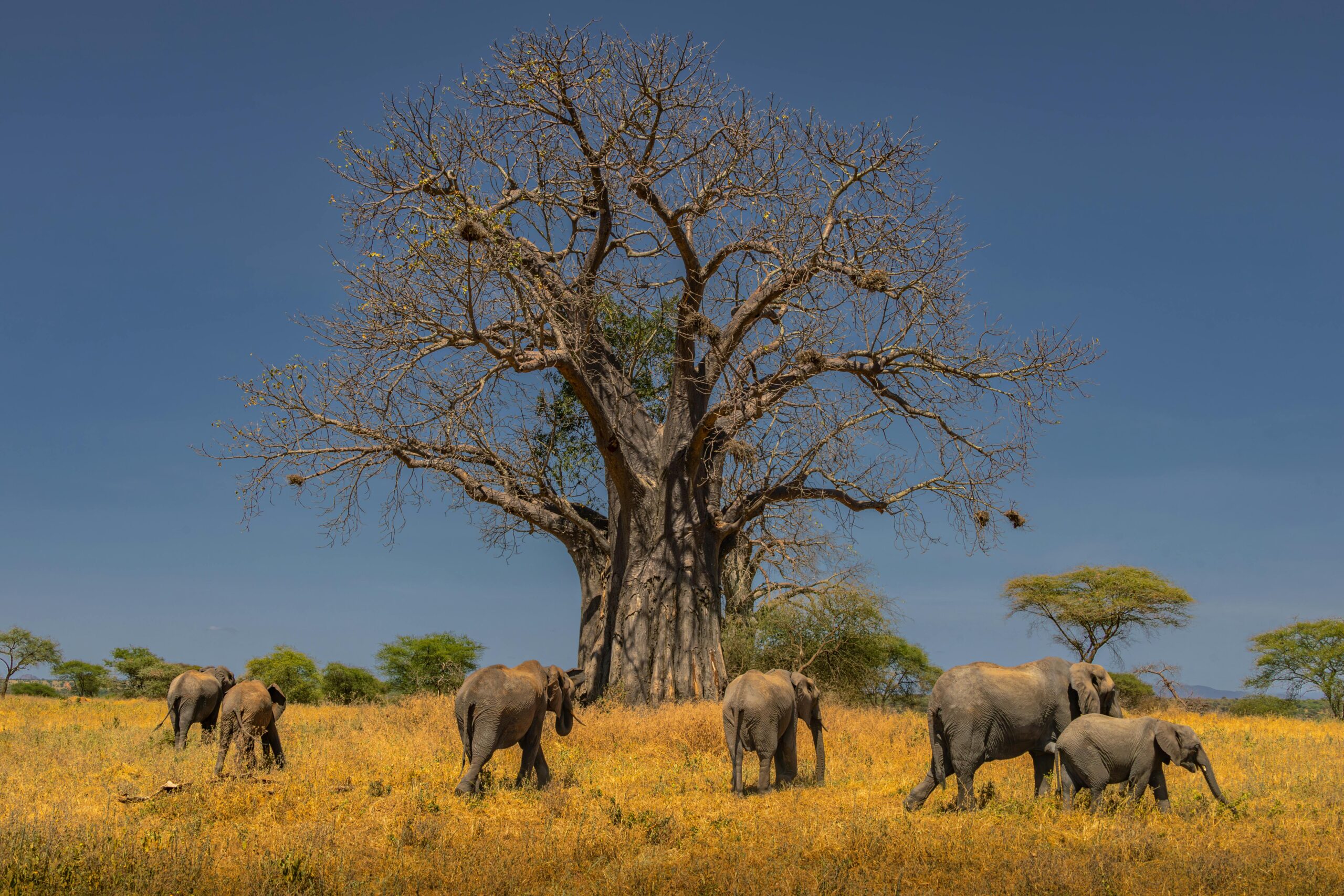 Tarangire National Park safari guide 2026 showing large elephant herd near baobab trees in Tanzania