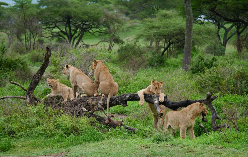 Tarangire National Park safari guide 2026 showing lions resting on a tree in Tanzania