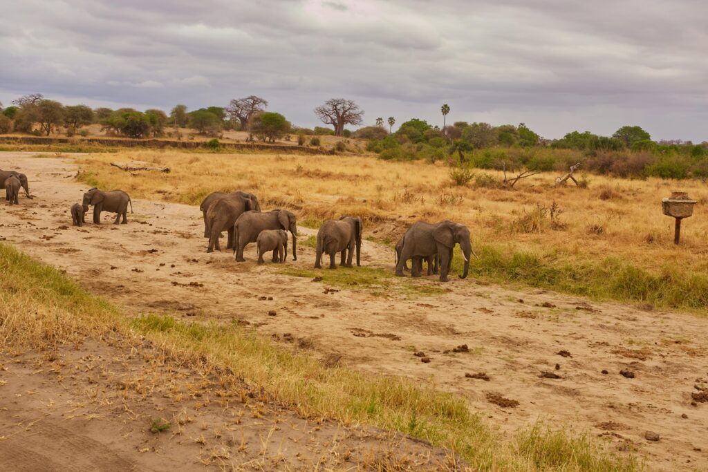 Tarangire National Park safari guide 2026 showing massive elephant population in Tanzania