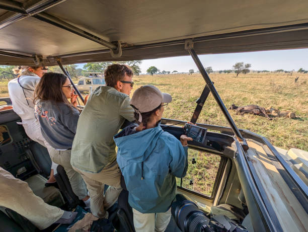 Tourists in a group safari watching and photographing lions feeding on a buffalo carcass in Serengeti National Park