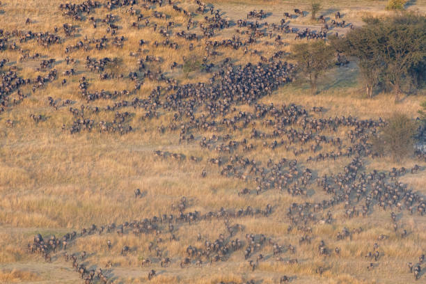 Wildebeest running across Serengeti savannah during Great Migration seen from hot air balloon safari in Serengeti National Park Tanzania
