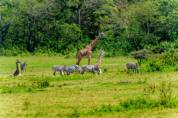 Wildlife in green savannah field at Arusha National Park, Tanzania featured in Arusha City Travel Guide 2026
