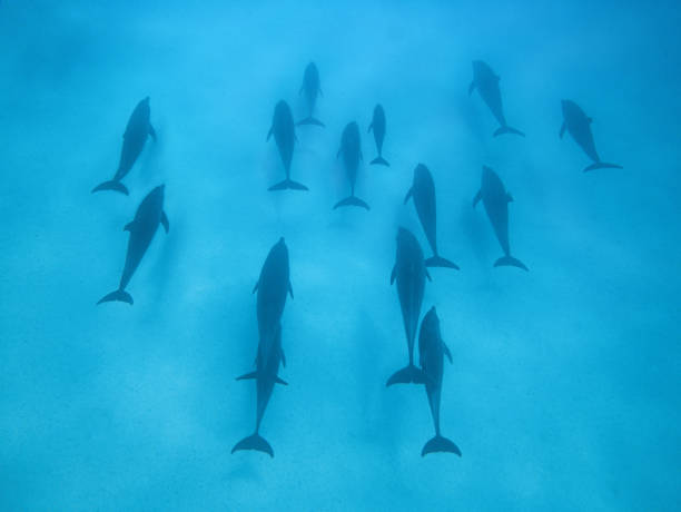 Mnemba Island Tours Zanzibar dolphins swimming in deep blue ocean viewed from above near Mnemba Island marine area