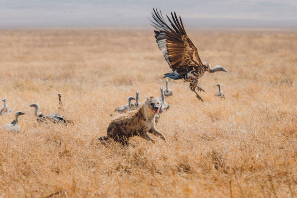 Best Time for Tanzania Safari during dry season in Serengeti showing hyena running across savannah hunting in open plains