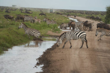 Best Time for Tanzania Safari in Serengeti showing Great Migration of wildebeest and zebras crossing plains