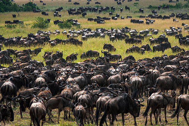 Wildebeests gathered on Serengeti grassland during Great Migration best time for hot air balloon safari in Serengeti