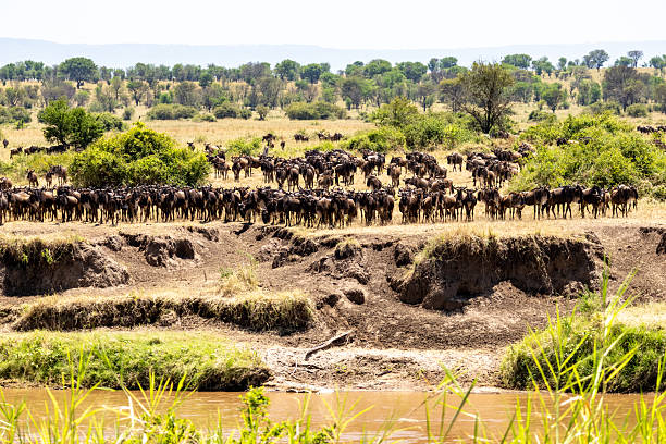 Best Time for Tanzania Safari showing wildebeest herd waiting at riverbank during Great Migration in Serengeti National Park