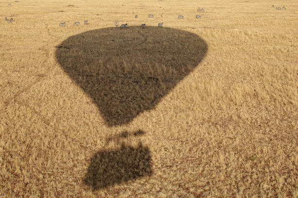 Zebras walking beneath hot air balloon shadow during hot air balloon safari in Serengeti National Park
