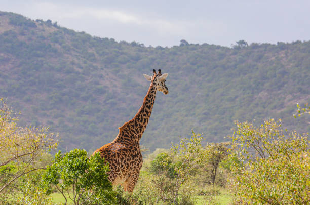Kids Friendly Safari in Tanzania showcasing the beauty of the wild in a moment of serenity with African wildlife in natural habitat