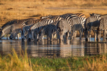 Zebras drinking water during a Lake Manyara Safari in Tanzania