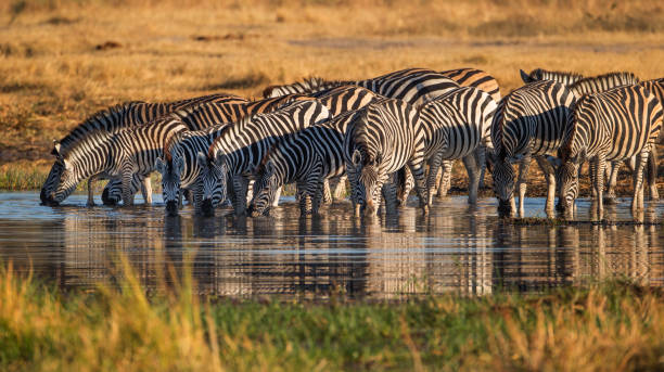 Zebras drinking water during a Lake Manyara Safari in Tanzania
