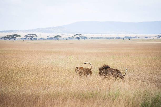 Lion Safari Tanzania with African wildlife lions in Serengeti National Park