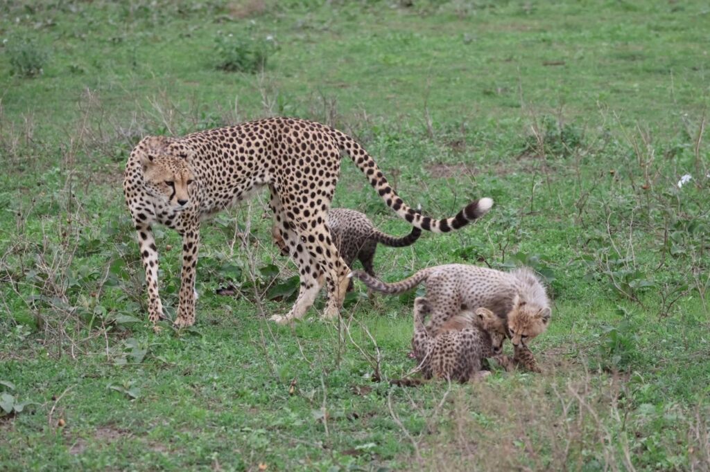 Best wildlife parks in Tanzania featuring a cheetah mother and her two cubs in Ndutu Ngorongoro Conservation Area during a Tanzania safari