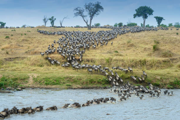 Blue wildebeest herd crossing Mara River during Tanzania safari seasons Great Migration in Serengeti National Park