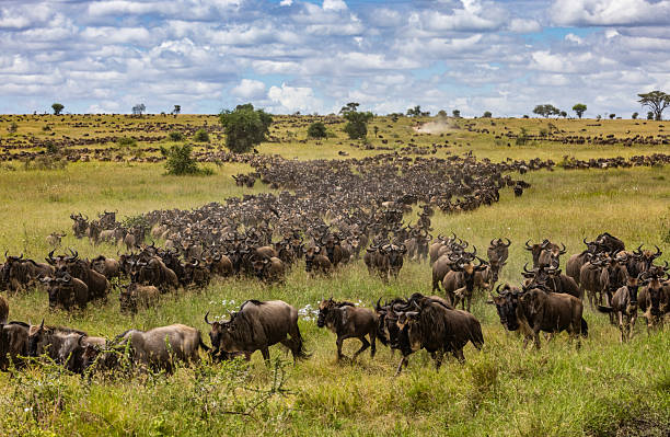 Wildebeest Great Migration across Serengeti plains in Tanzania Safari Booking Guide showcasing Tanzania wildlife safari experience