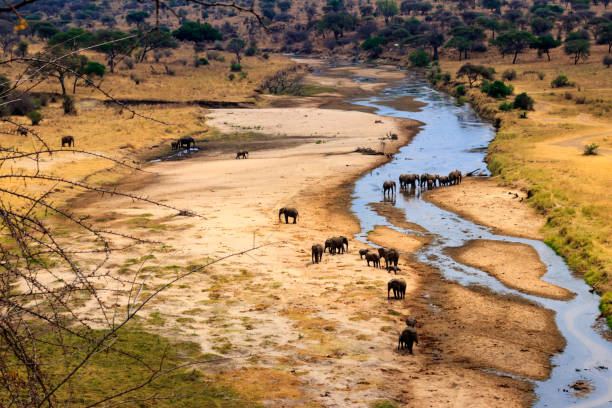 Best wildlife parks in Tanzania featuring a herd of African elephants at the Tarangire River in Tarangire National Park viewed from above