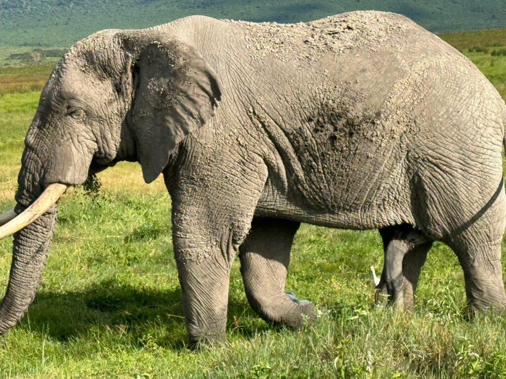 Elephant in Ngorongoro Conservation Area during a Tanzania safari representing Luxury vs Budget Safari in Tanzania experience comparison