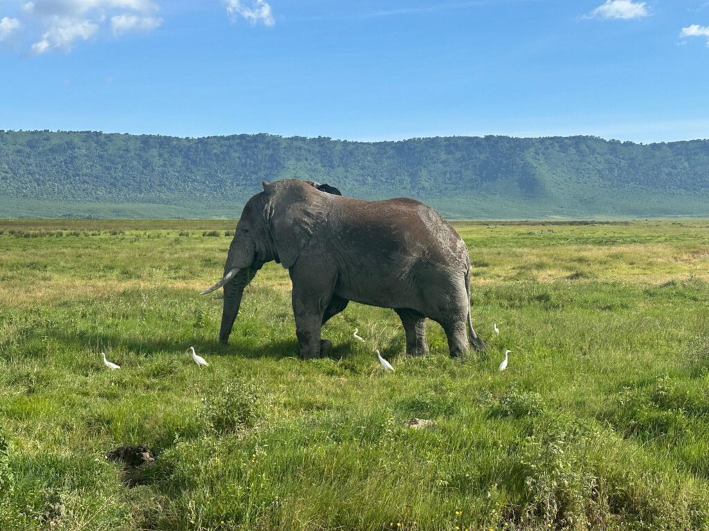Elephant in Ngorongoro Conservation Area during a Tanzania safari representing Luxury vs Budget Safari in Tanzania experience comparison
