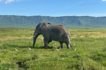 Elephant in Ngorongoro Conservation Area during a Tanzania safari representing Luxury vs Budget Safari in Tanzania experience comparison