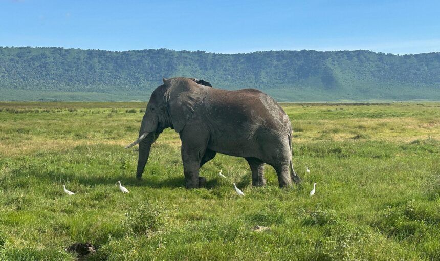 Tanzania Safari Comparison: Luxury vs Budget, Costs, Accommodation & Wildlife Experience 2026