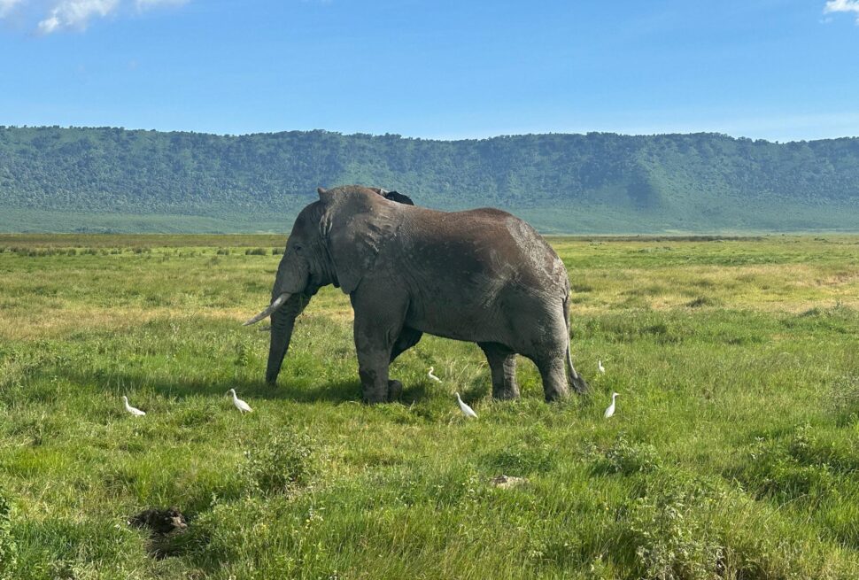 Elephant in Ngorongoro Conservation Area during a Tanzania safari representing Luxury vs Budget Safari in Tanzania experience comparison