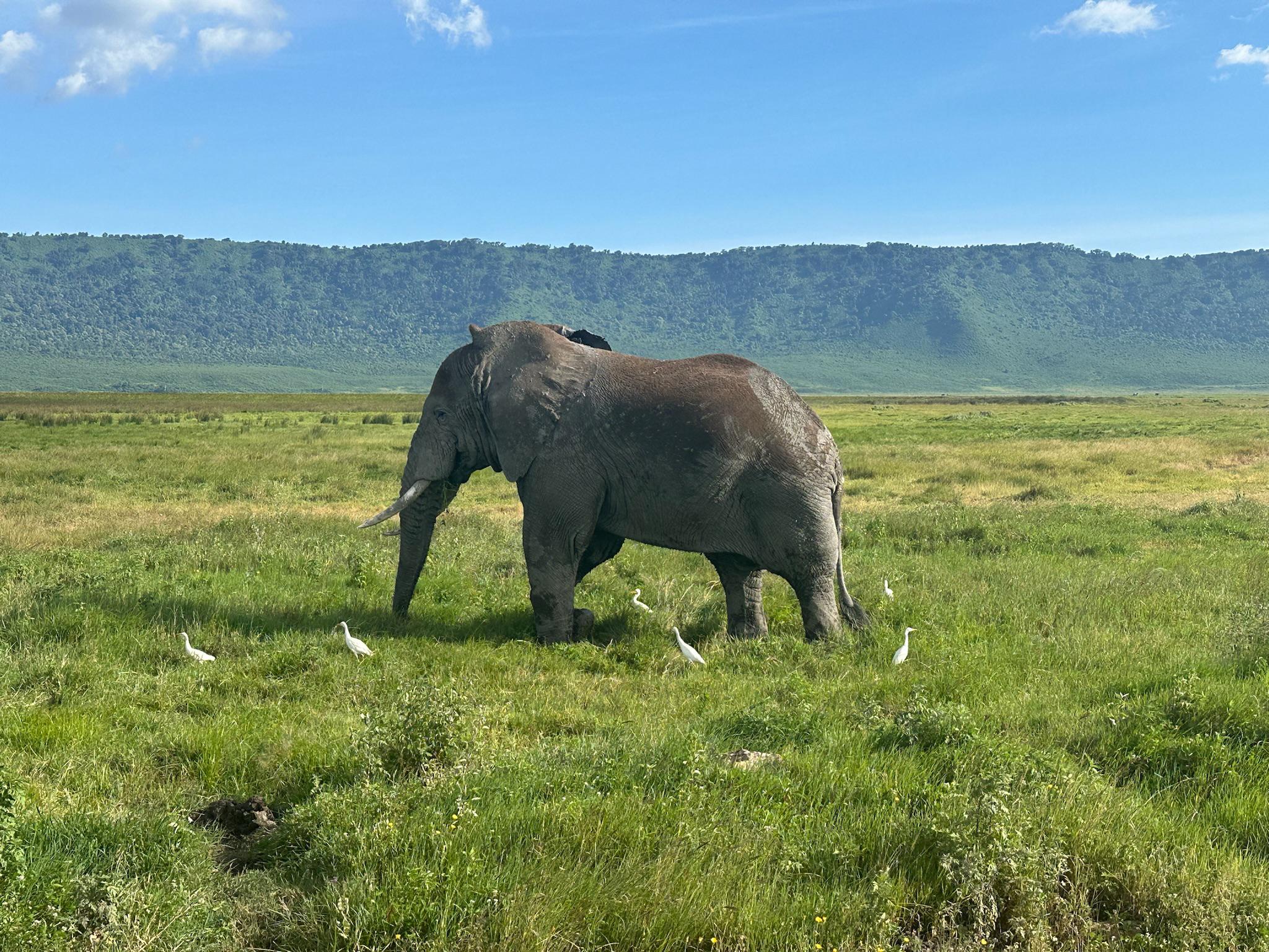 Elephant in Ngorongoro Conservation Area during a Tanzania safari representing Luxury vs Budget Safari in Tanzania experience comparison