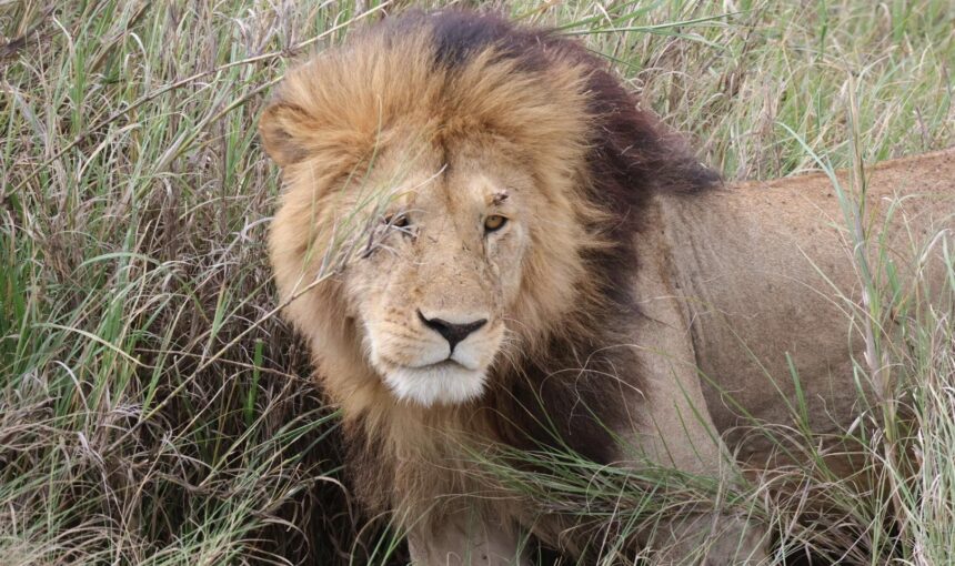 Lion Safari Tanzania: Best Places to See Lions in the Wild (2026 Guide)