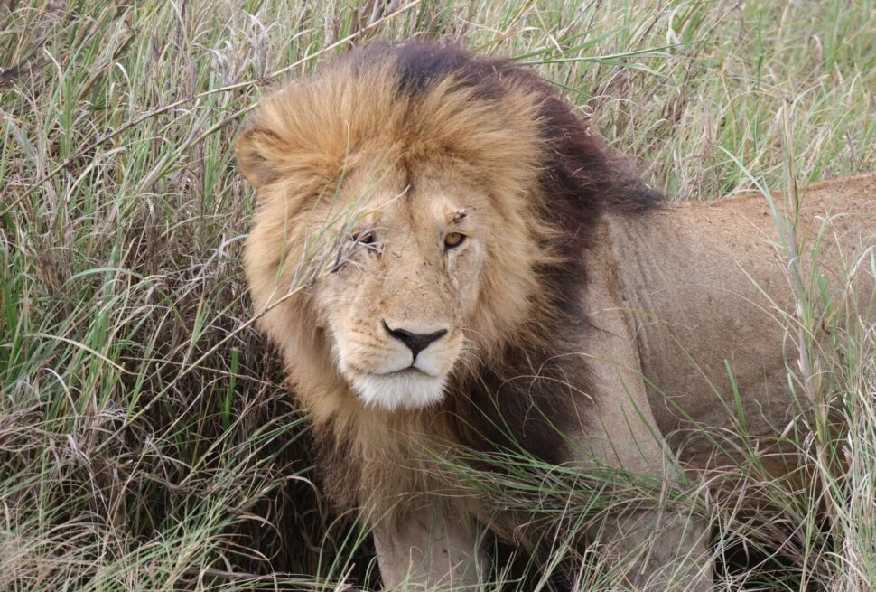 Lion Safari Tanzania experience with a majestic African lion in Serengeti National Park