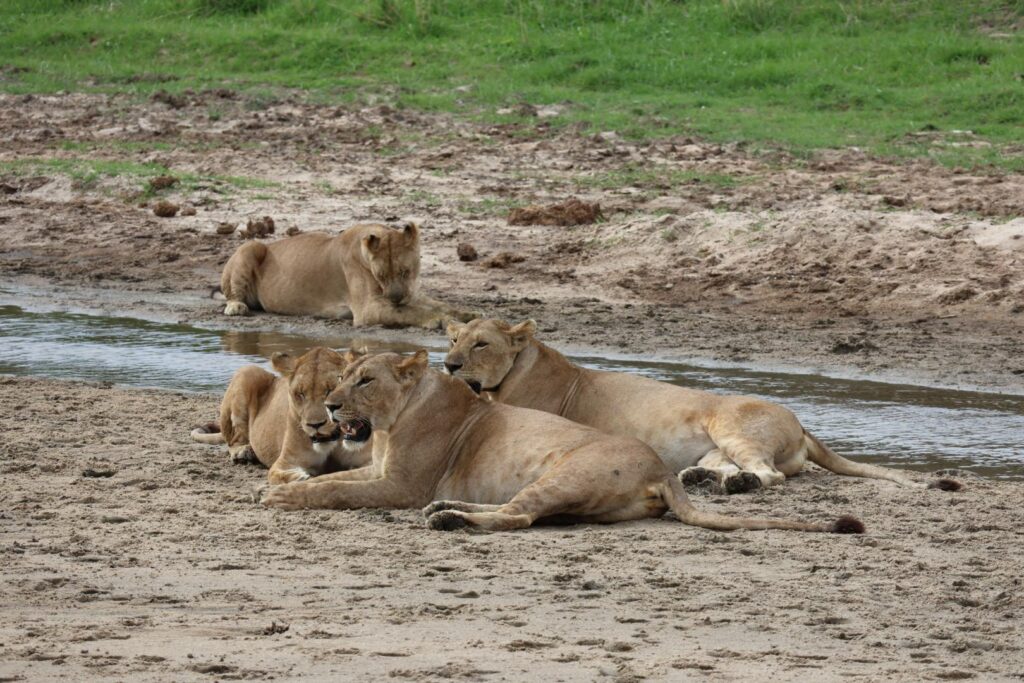 Lion Safari Tanzania featuring female lions resting near water pools in Tarangire National Park