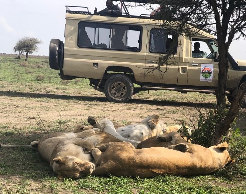 Safari Jeep Tanzania Tours showing a pride of lions resting under a tree while tourists observe from a safari jeep in Tanzania wildlife safari