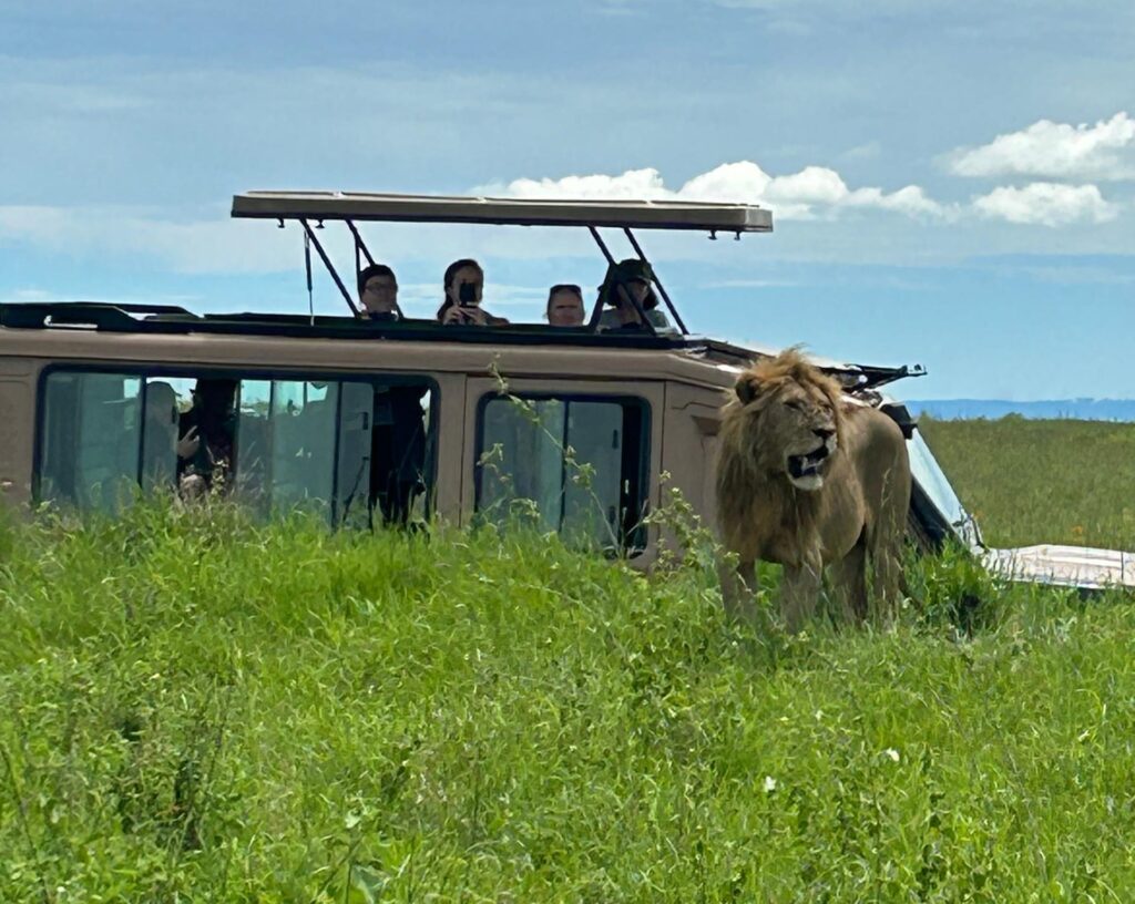 Safari Jeep Tanzania Tours with international tourists photographing a lion from an open roof 4x4 safari jeep in Tanzania wildlife safari