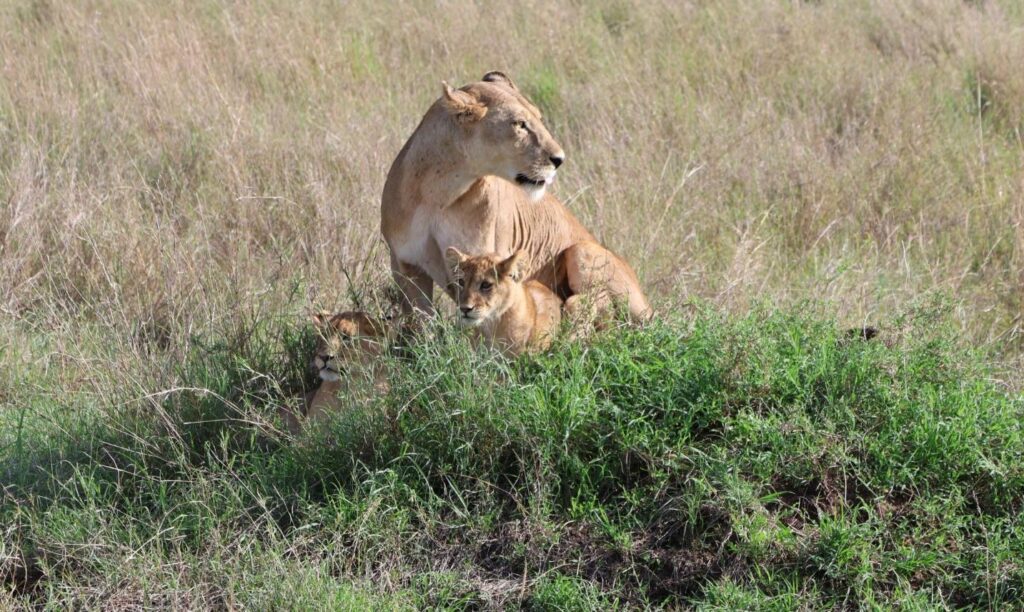 Lioness relaxing with her cubs in Serengeti National Park during a 10 Days Tanzania Safari experience