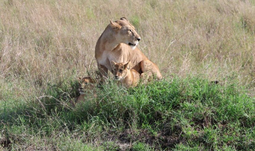 From Serengeti to Ngorongoro: Best Wildlife Parks in Tanzania (2026 Guide)