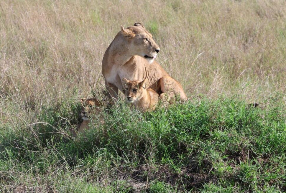Best wildlife parks in Tanzania showcasing a lioness with her cubs in Serengeti National Park during an African safari