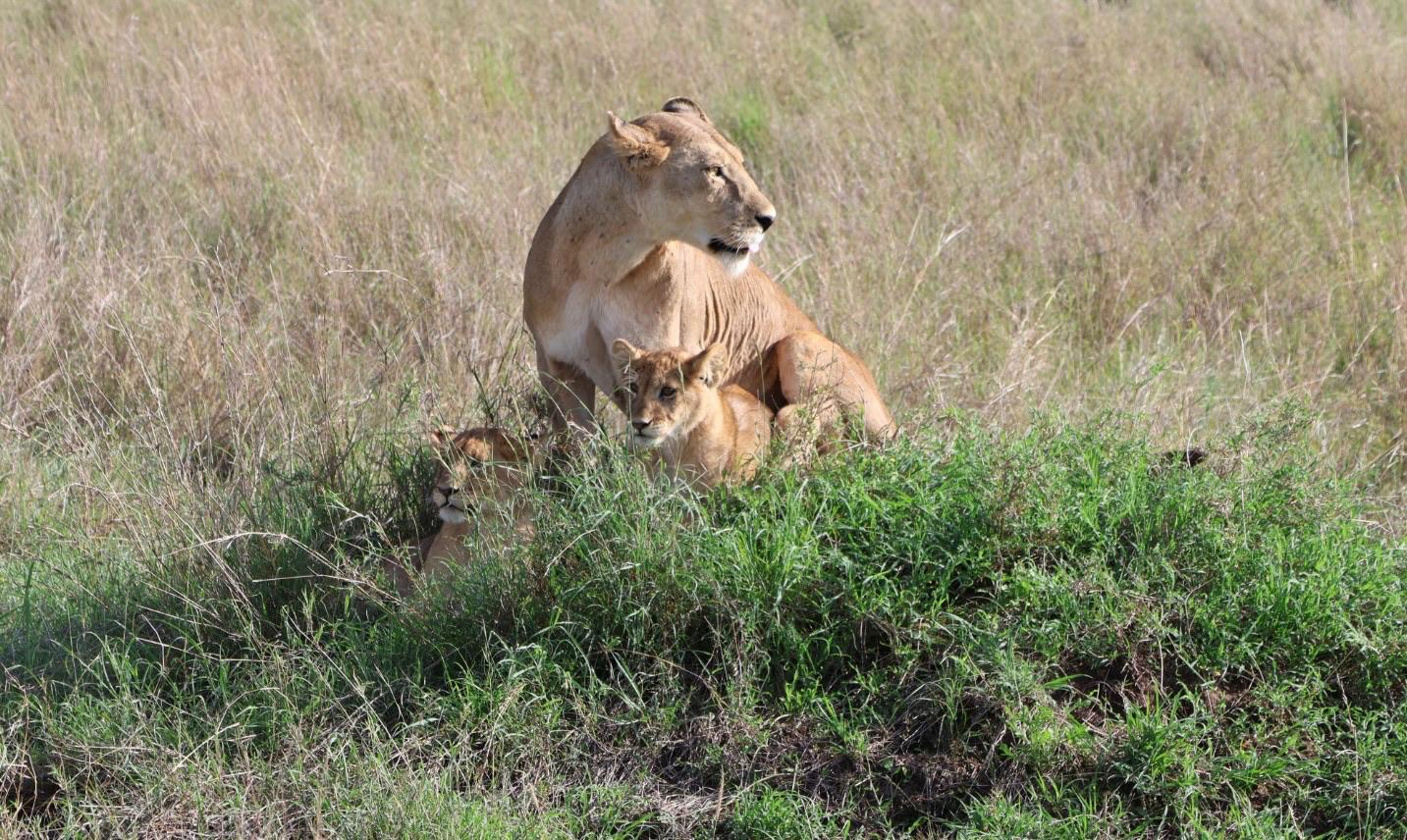 Best wildlife parks in Tanzania showcasing a lioness with her cubs in Serengeti National Park during an African safari