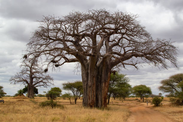 Huge baobab tree in Tarangire National Park during a 10 Days Tanzania Safari in Tanzania