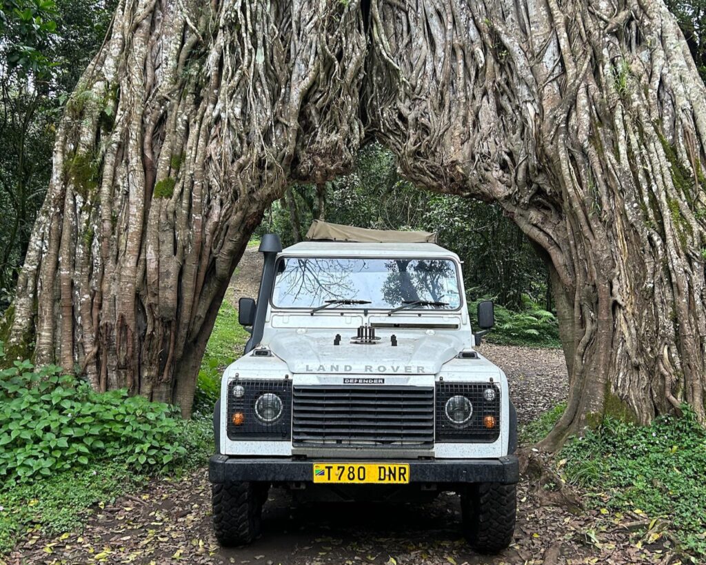 Wildlife Photography Safari Tanzania featuring a safari vehicle driving through a natural tree tunnel in Arusha National Park.