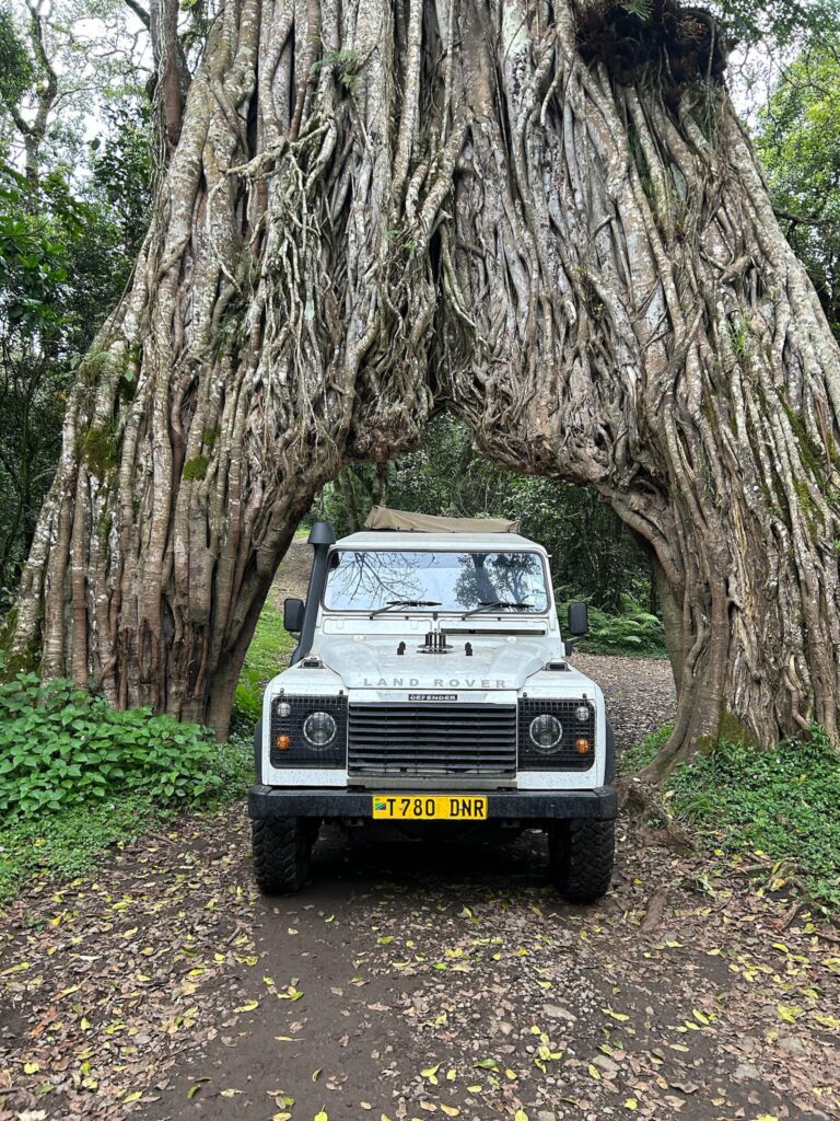 Arusha National Park safari day trip featuring a safari vehicle driving through a scenic tree tunnel before a Kilimanjaro climb