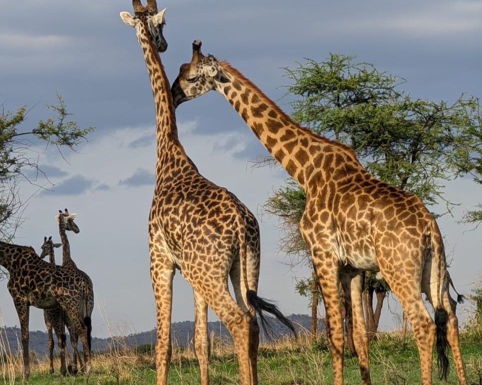 Best Tanzania travel experts safari giraffes in Arusha National Park wildlife experience in Tanzania savannah landscape