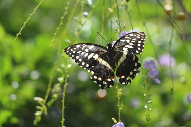 Zanzibar holiday cost butterfly experience at Butterfly Centre near Jozani Chwaka Bay National Park featuring Emperor Swallowtail (Papilio ophidicephalus)