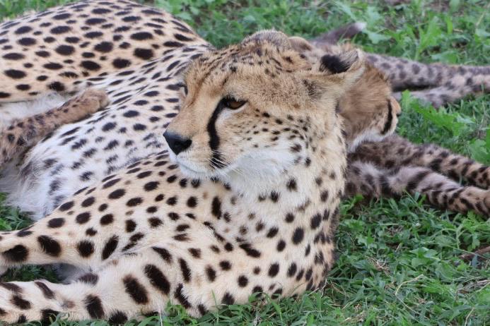 Cheetah lying on its side in Tanzania safari landscape, raising its head while scanning and stalking prey during a Cheetah Safari in Tanzania
