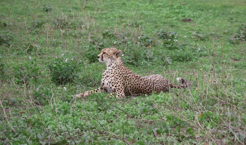 Ultimate Cheetah Safari in Tanzania: Best Parks, Tips, and Travel Guide (2026 Guide)