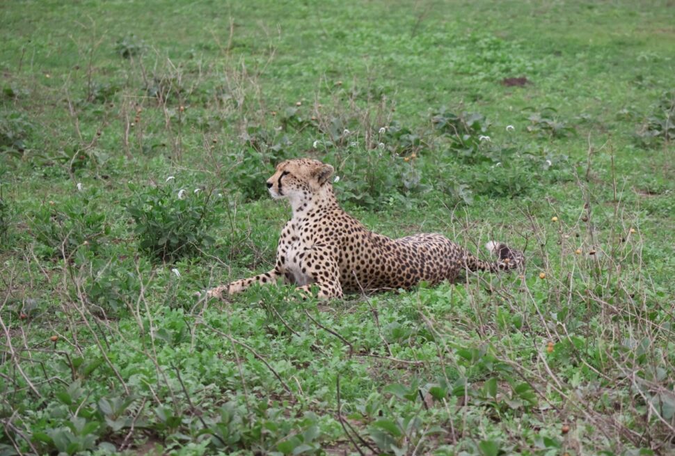 Cheetah stay on bushes in Serengeti National Park during a Cheetah Safari in Tanzania