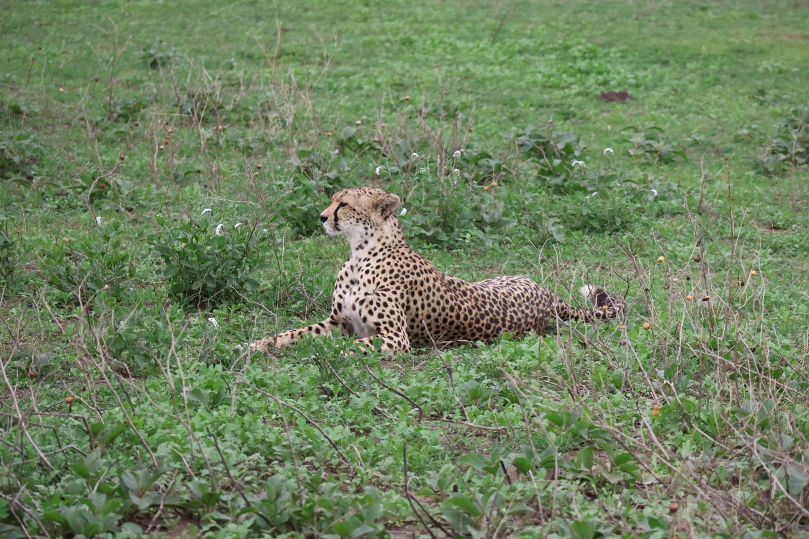 Cheetah stay on bushes in Serengeti National Park during a Cheetah Safari in Tanzania