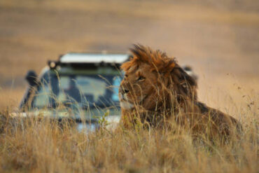 Safari vehicle driving behind a resting lion in Maasai Mara National Reserve, Kenya, showing wildlife safari experience for Tanzania Safari Cost vs Kenya Safari Cost comparison