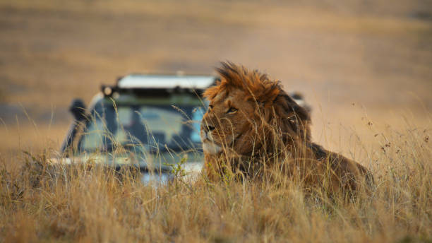 Safari vehicle driving behind a resting lion in Maasai Mara National Reserve, Kenya, showing wildlife safari experience for Tanzania Safari Cost vs Kenya Safari Cost comparison