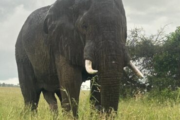 Tanzania Big Five Safari Guide: African elephant (tembo) walking in Tarangire National Park during a wildlife safari experience in Tanzania