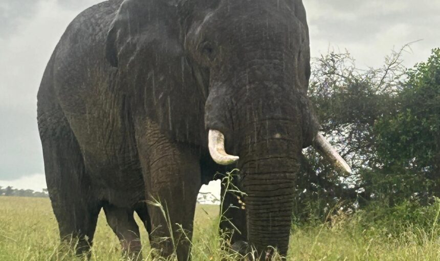Tanzania Big Five Safari Guide: Best Parks to Spot Lions, Elephants and More (2026 Guide)