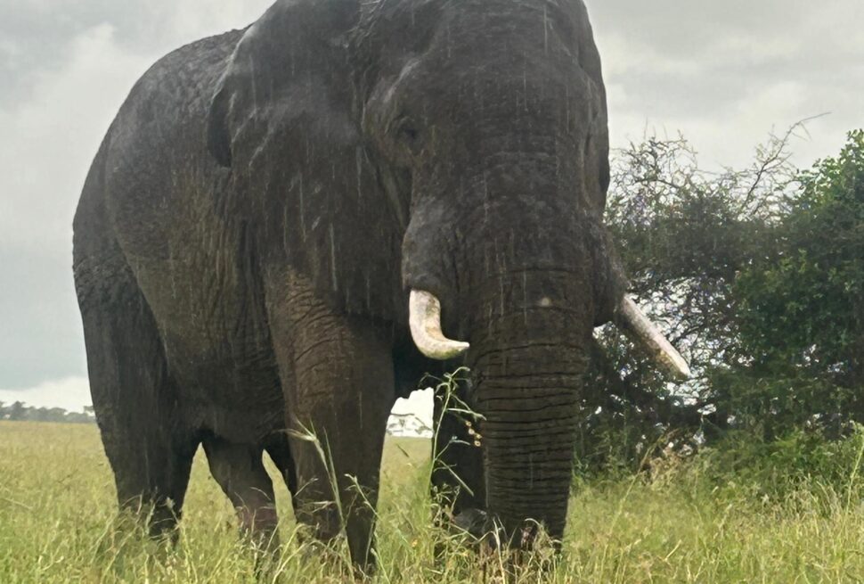 Tanzania Big Five Safari Guide: African elephant (tembo) walking in Tarangire National Park during a wildlife safari experience in Tanzania