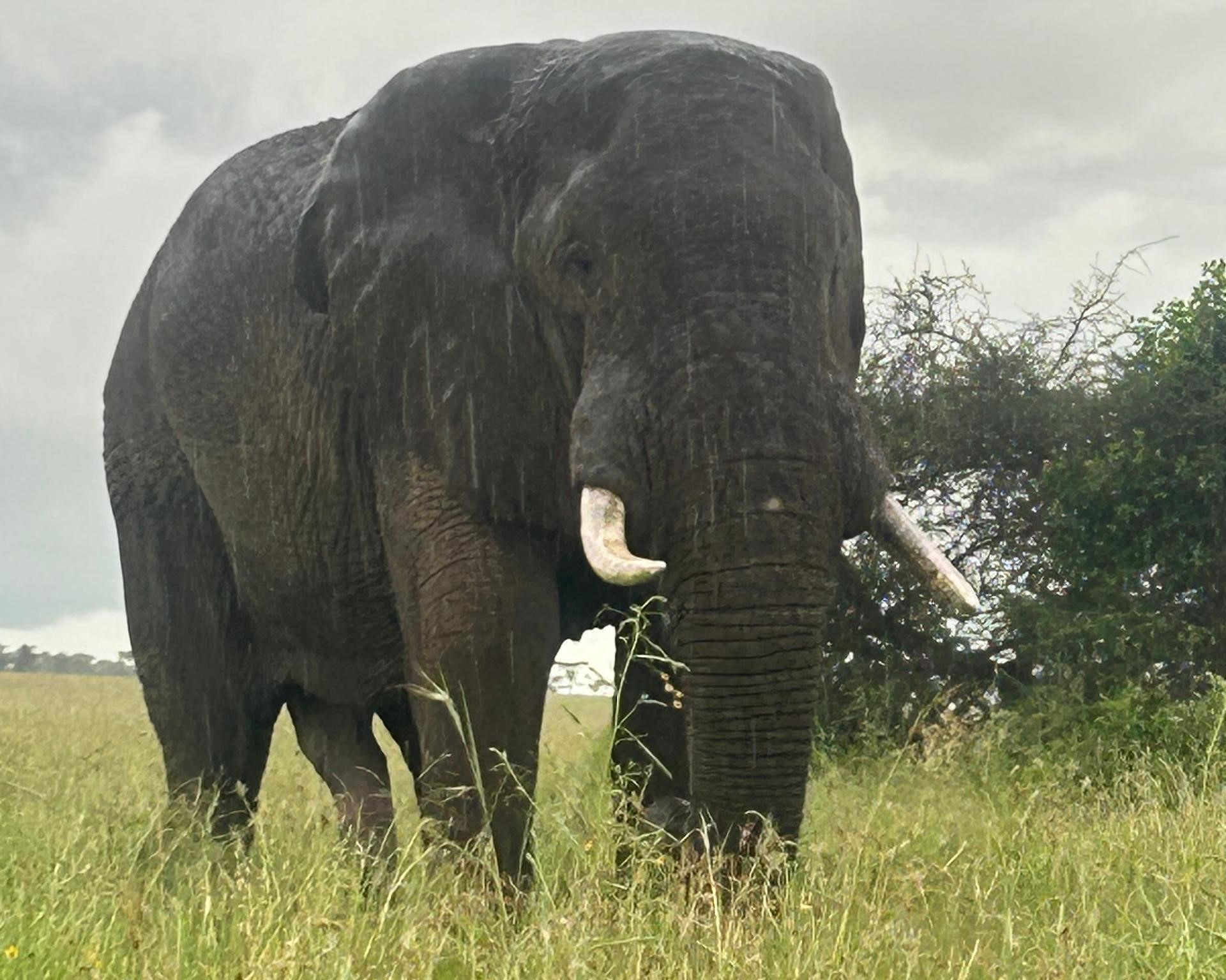 Tanzania Big Five Safari Guide: African elephant (tembo) walking in Tarangire National Park during a wildlife safari experience in Tanzania